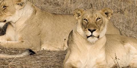½-Day Guided Mid-Morning Safari in Dinokeng Game Drive