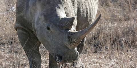 3-Day Greater Kruger Safari with Marc's Tree House