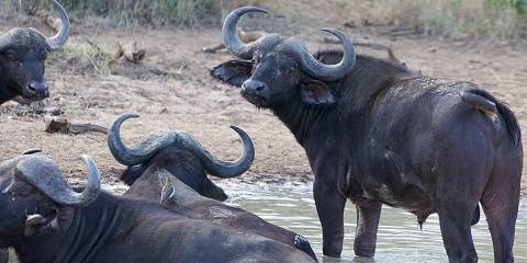 Greater Kruger Safari – Budget-Friendly Escape