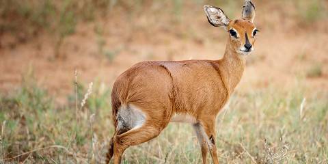 4-Day Eastern Cape Safari with Pumba Msenge Bush Lodge