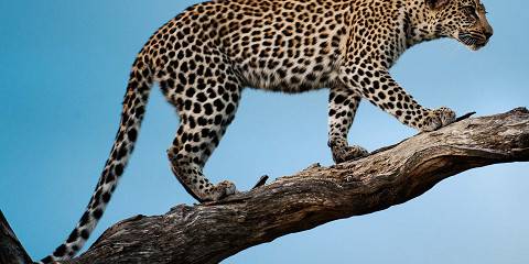 Kruger National Park Budget Camping Safari