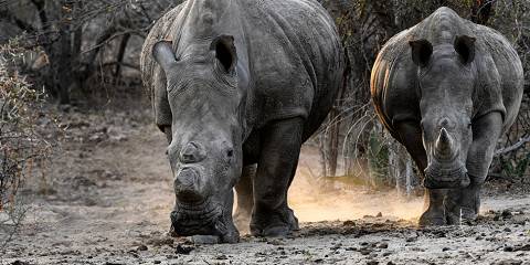 Inverdoorn Safari – Big Five Cape Town Experience
