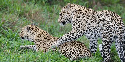 Honeymoon Mid-Range Tarangire Crater Serengeti