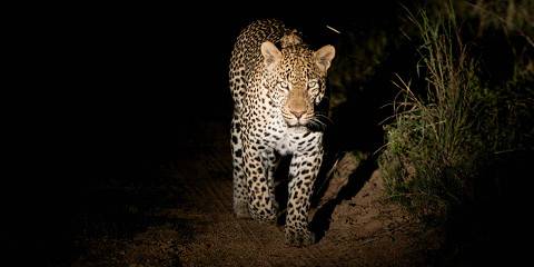 Kapama Southern Camp Safari