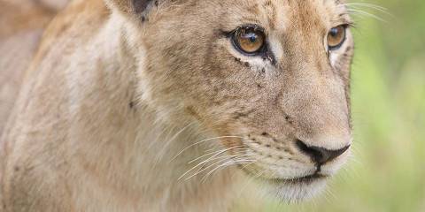 3-Day Classic Kruger Park Safari