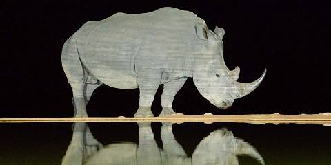 1-Day Adventure in Pilanesberg - Night Safari