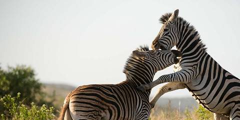 4-Day Kruger Safari from Johannesburg