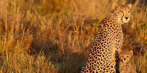Affordable Cape Town to Kruger to Johannesburg
