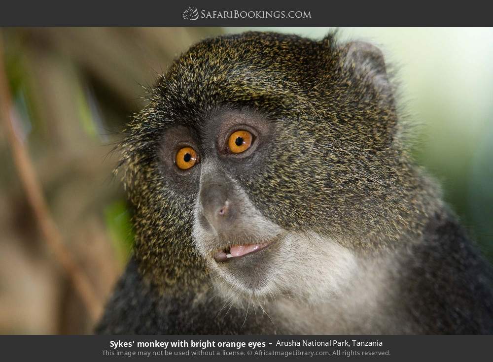 Blue monkey with bright orange eyes in Arusha National Park, Tanzania