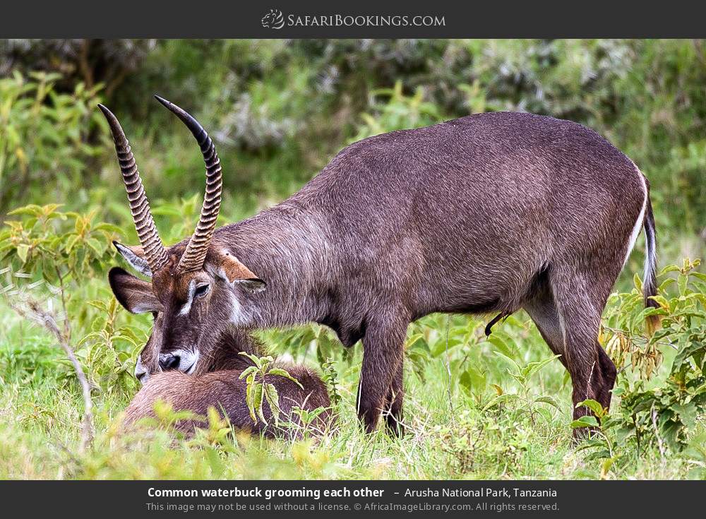 Common waterbuck grooming each other in Arusha National Park, Tanzania
