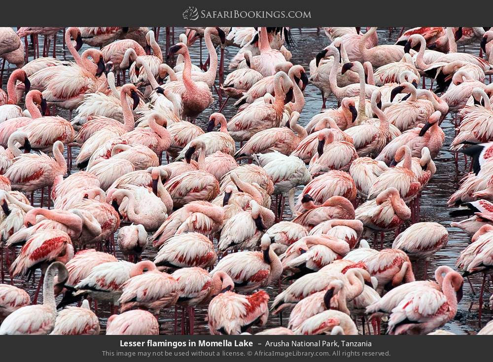 Lesser flamingos in the Momela Lakes in Arusha National Park, Tanzania