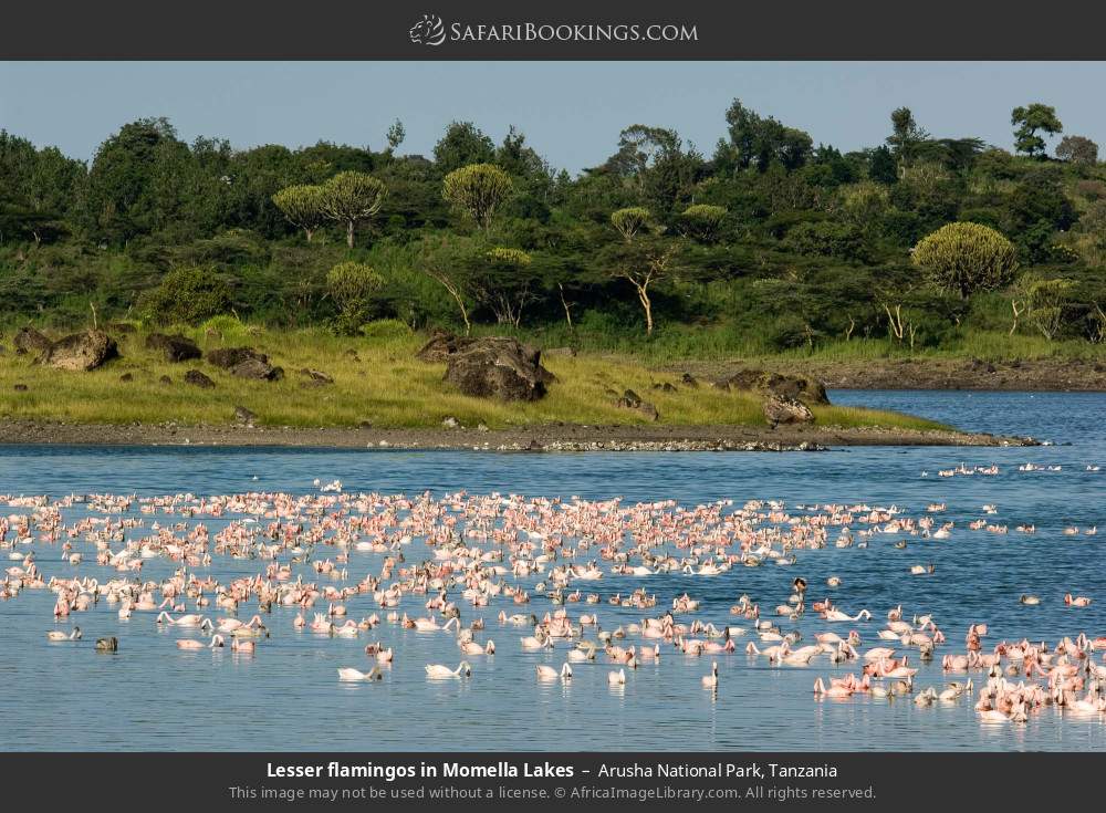 Lesser flamingos in the Momela Lakes in Arusha National Park, Tanzania