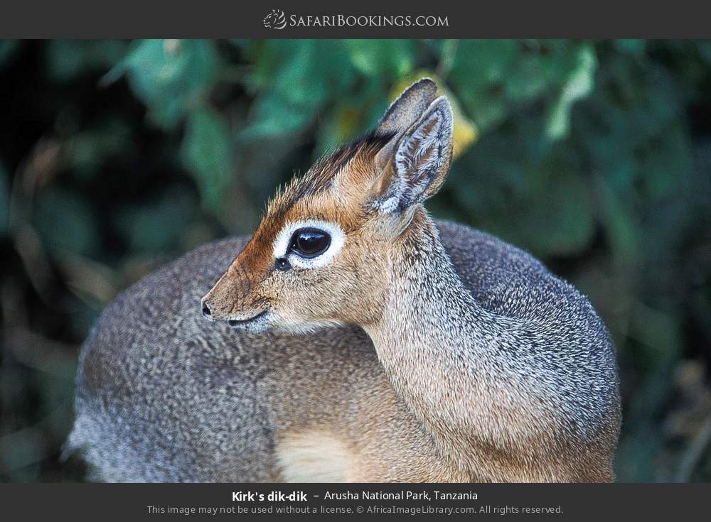 Kirk's dik-dik in Arusha National Park, Tanzania