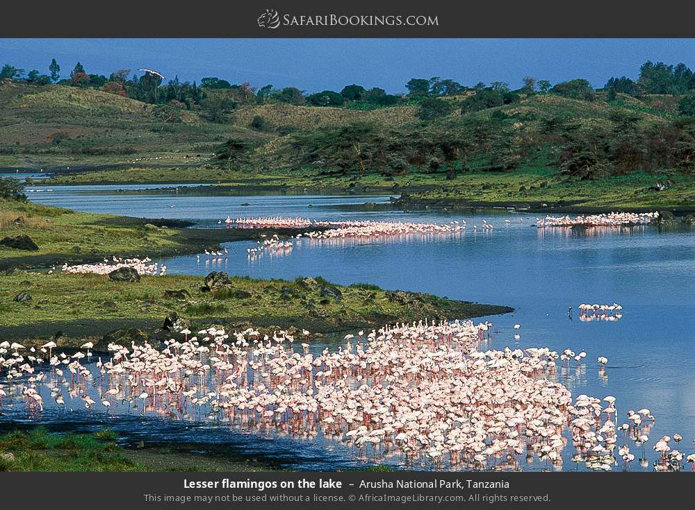 Lesser flamingos on the lake in Arusha National Park, Tanzania