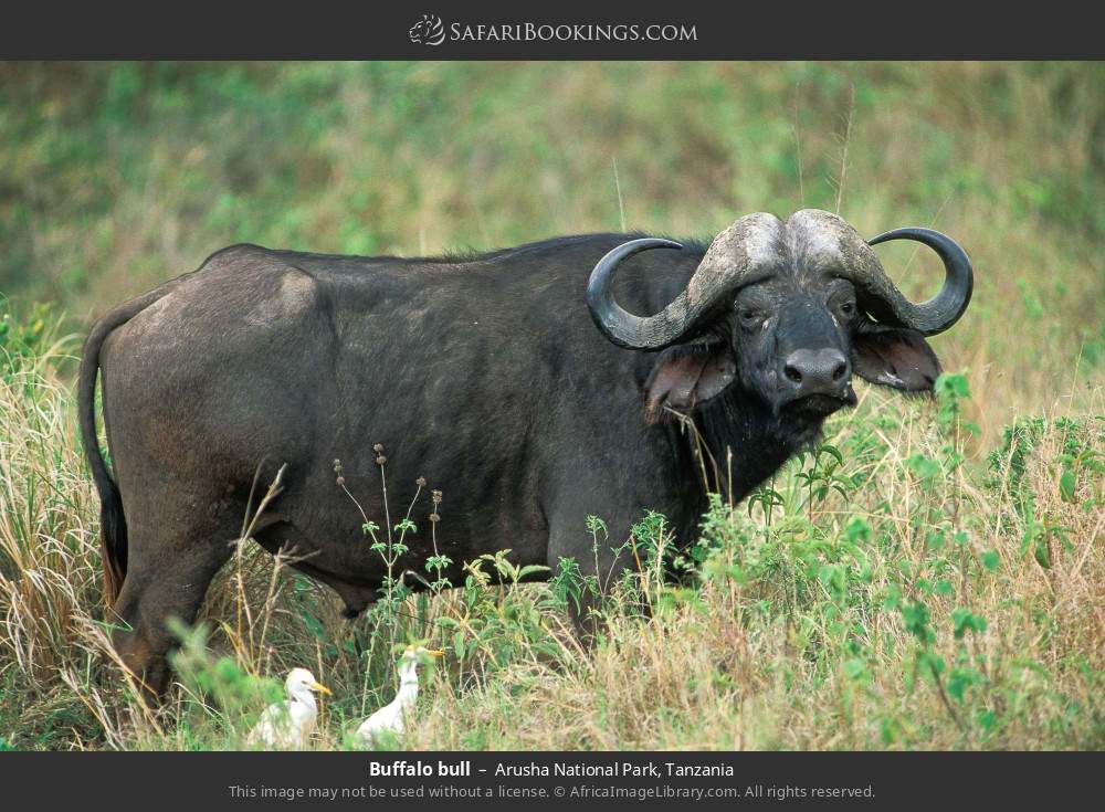 Buffalo bull in Arusha National Park, Tanzania