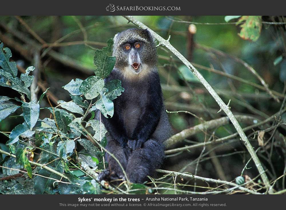 Blue monkey in the trees in Arusha National Park, Tanzania
