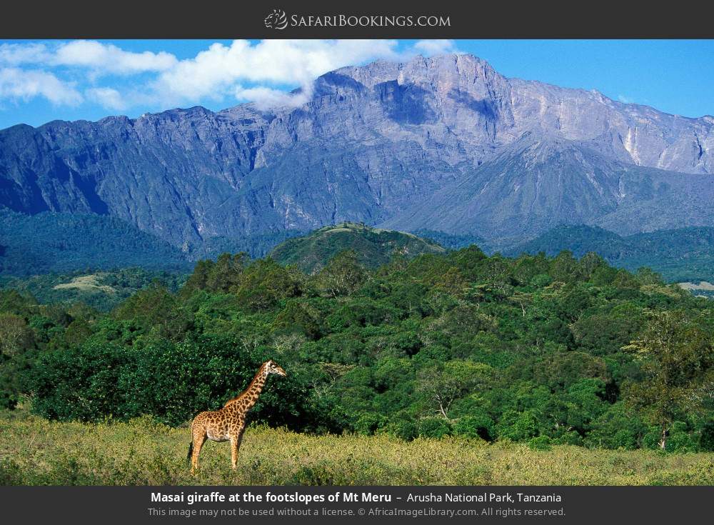 Masai giraffe at the footslopes of Mt Meru in Arusha National Park, Tanzania