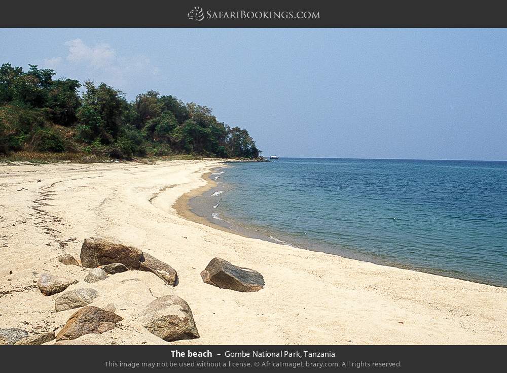 Shore of Lake Tanganyika in Gombe National Park, Tanzania