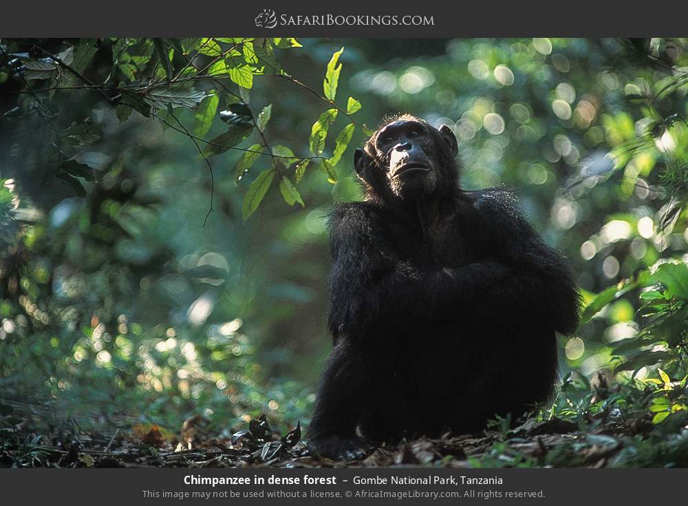 Chimpanzee in dense forest in Gombe National Park, Tanzania