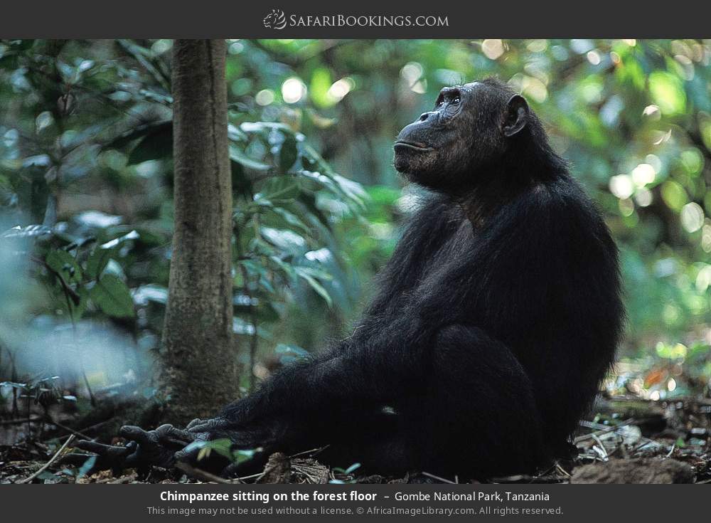 Chimpanzee sitting on the forest floor in Gombe National Park, Tanzania