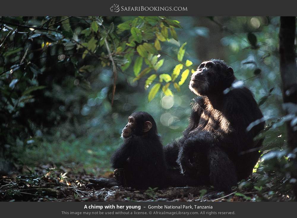 Female chimp with her young in Gombe National Park, Tanzania