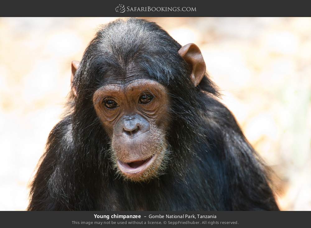 Young chimpanzee in Gombe National Park, Tanzania