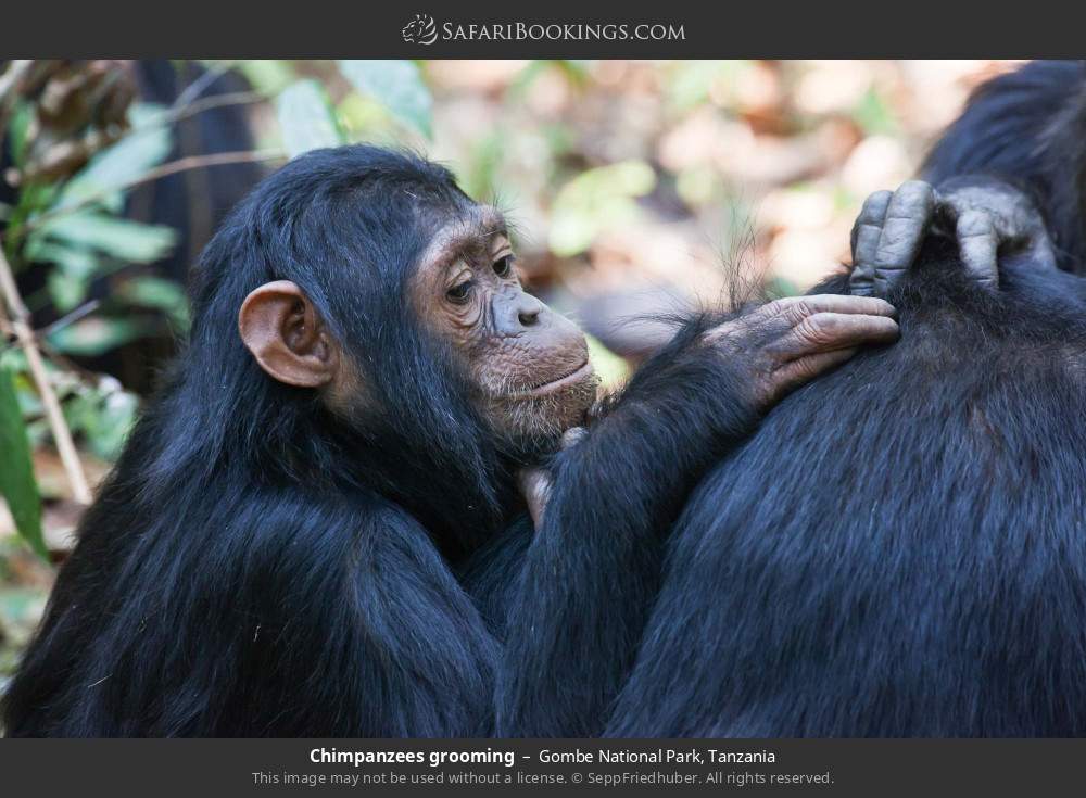 Chimpanzees grooming in Gombe National Park, Tanzania