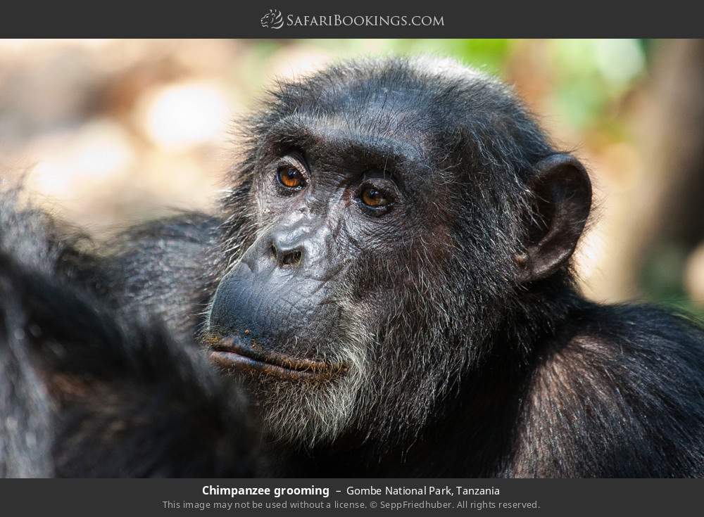 Chimpanzee grooming in Gombe National Park, Tanzania