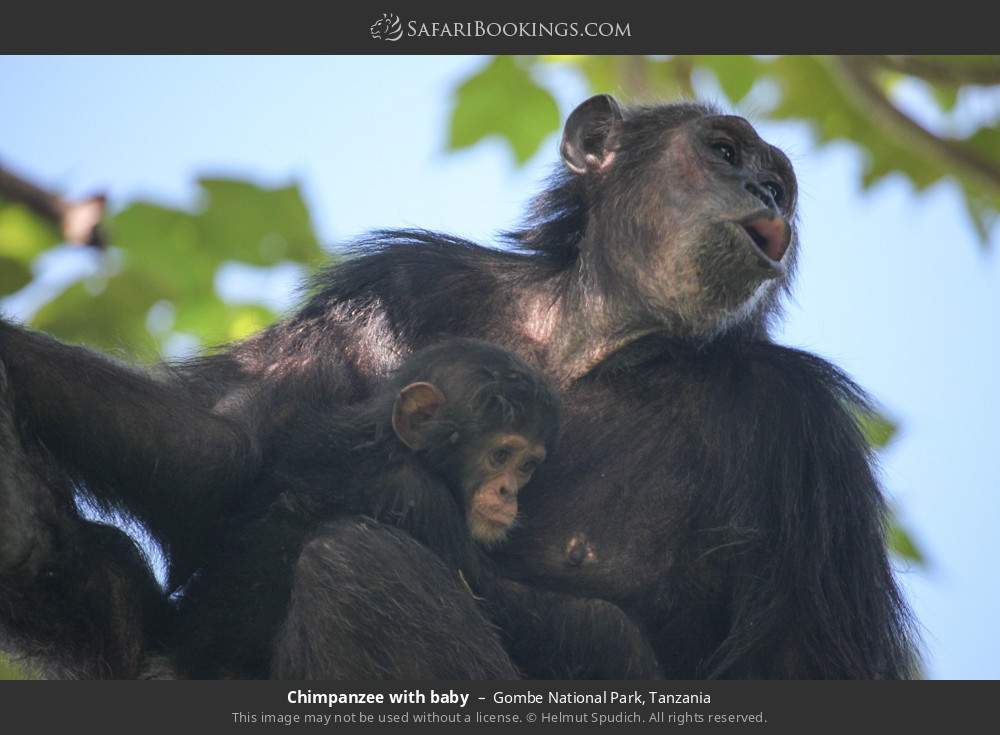 Chimpanzee with baby in Gombe National Park, Tanzania