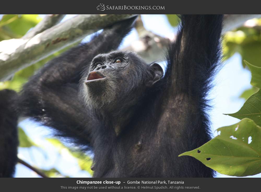 Chimpanzee close-up in Gombe National Park, Tanzania
