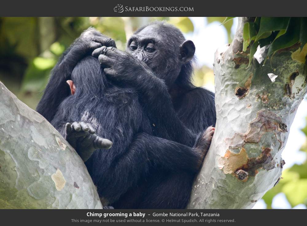 Chimp grooming a baby in Gombe National Park, Tanzania
