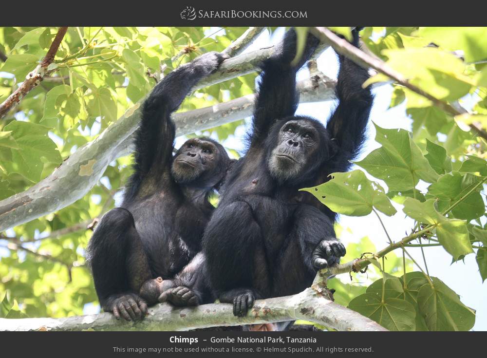 Chimps in Gombe National Park, Tanzania