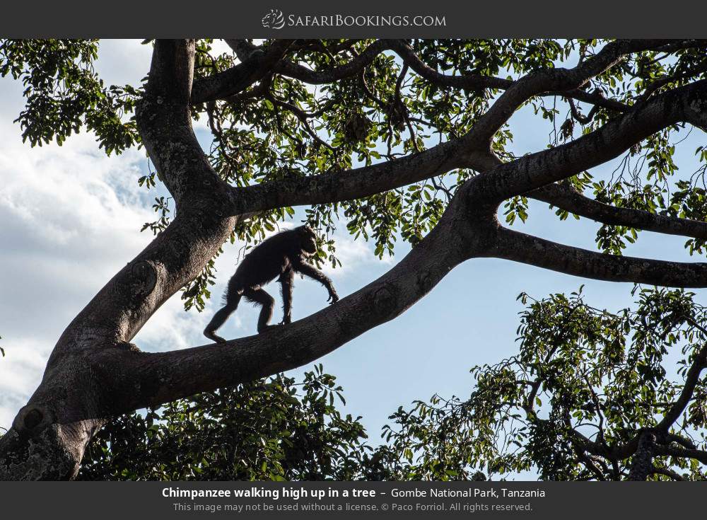 Chimpanzee walking high up in a tree in Gombe National Park, Tanzania