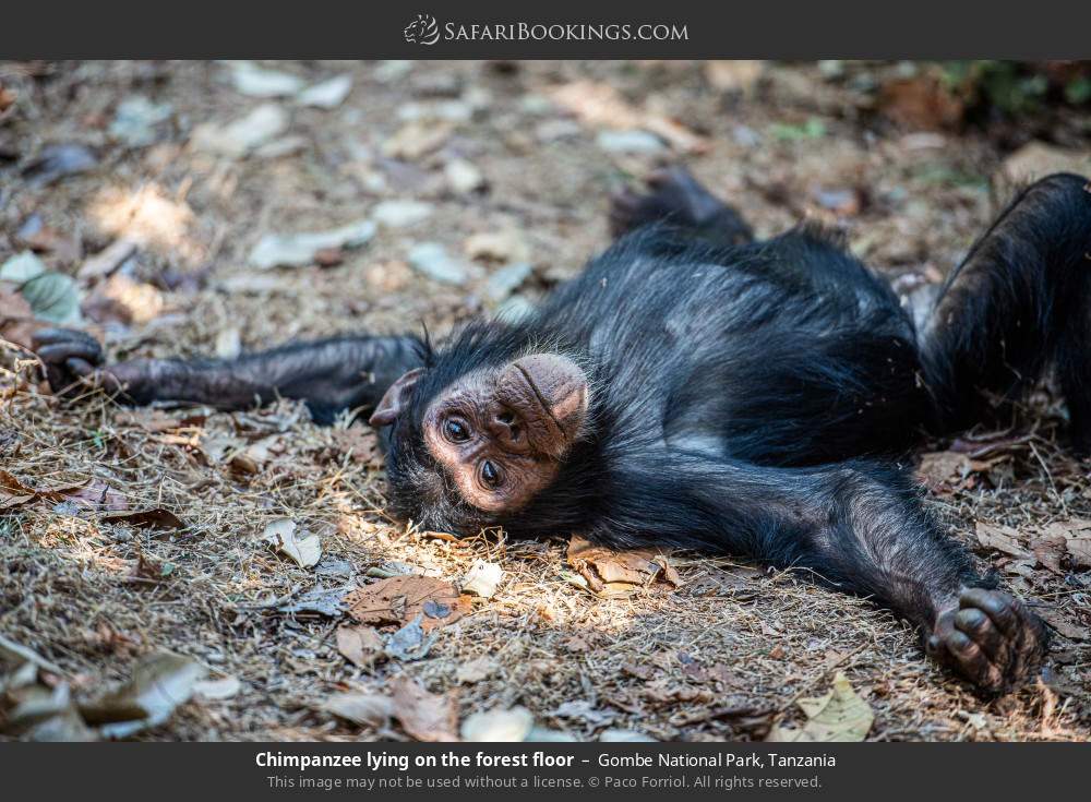 Chimpanzee lying on the forest floor in Gombe National Park, Tanzania