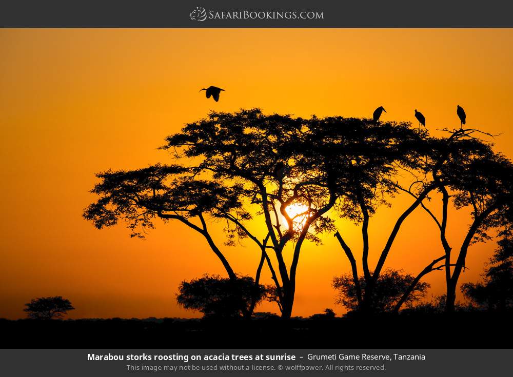 Marabou storks roosting on acacia trees at sunrise in Grumeti Game Reserve, Tanzania