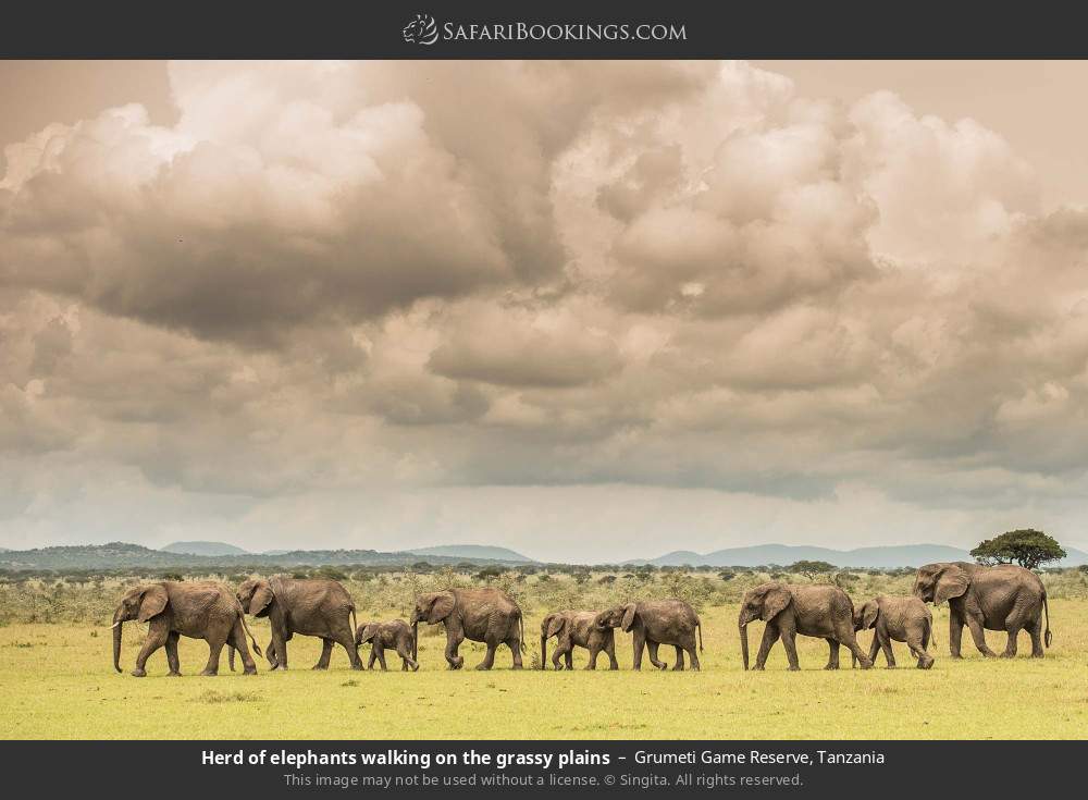 Herd of elephants walking on the grassy plains in Grumeti Game Reserve, Tanzania