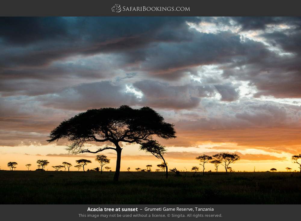 Acacia tree at sunset in Grumeti Game Reserve, Tanzania