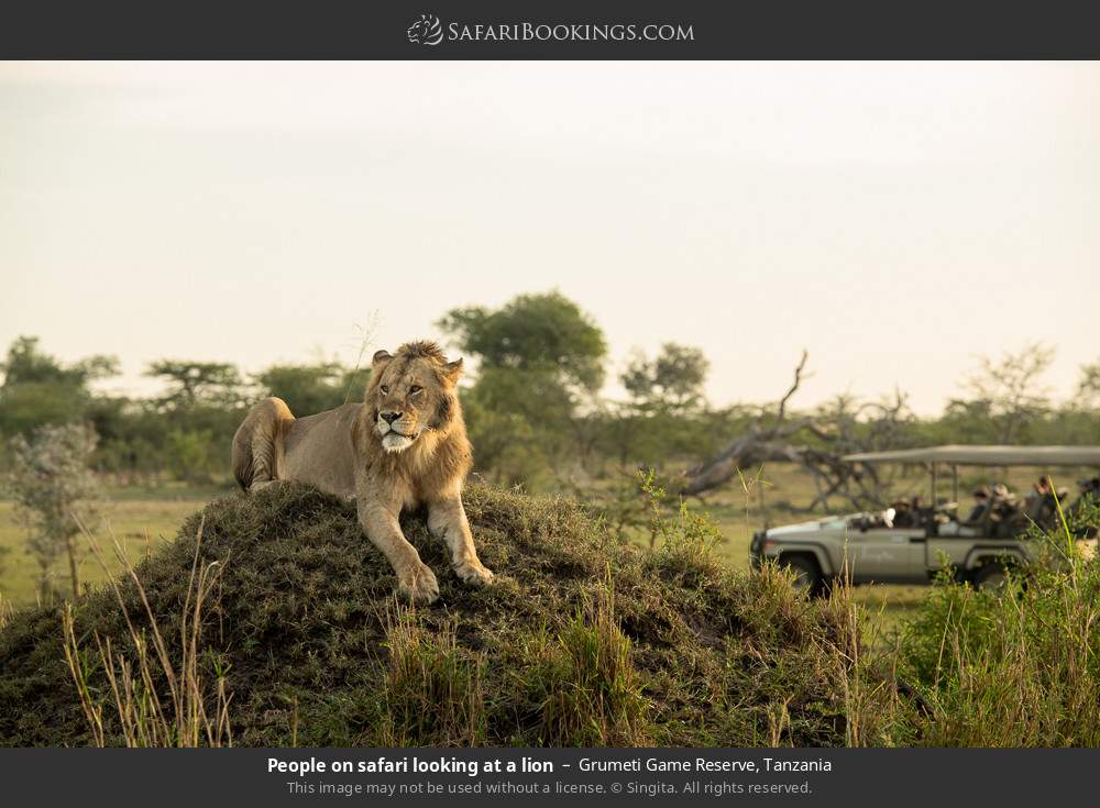 People on safari looking at a lion in Grumeti Game Reserve, Tanzania