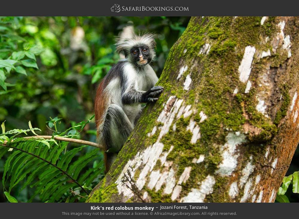Zanzibar red colobus in Jozani Forest, Tanzania