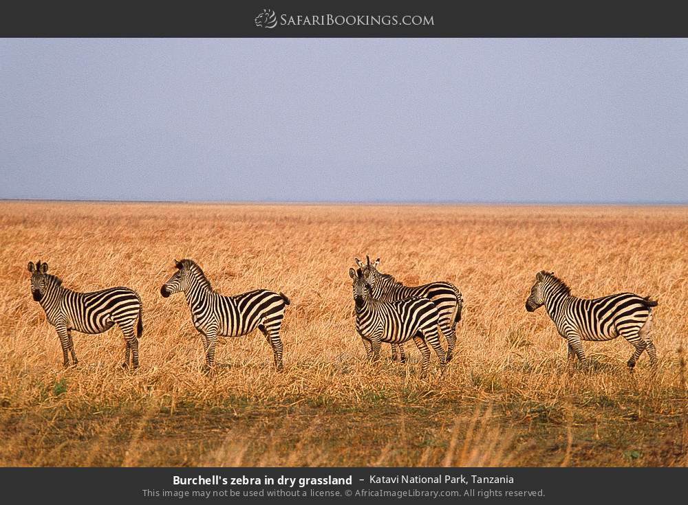 Plains zebras in dry grassland in Katavi National Park, Tanzania