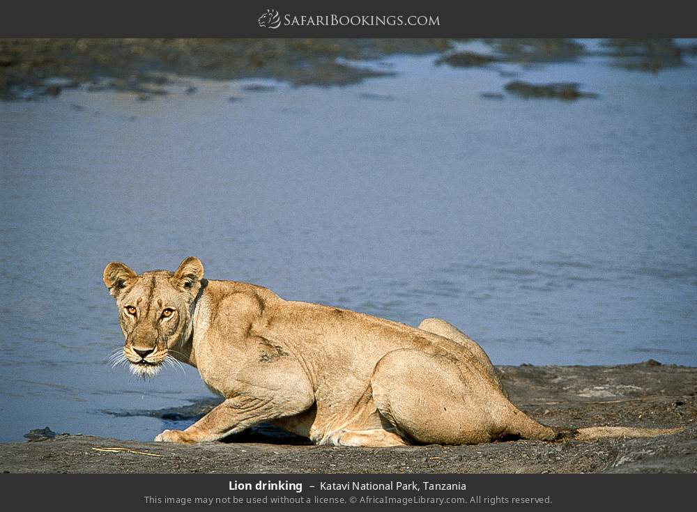 Lion drinking in Katavi National Park, Tanzania