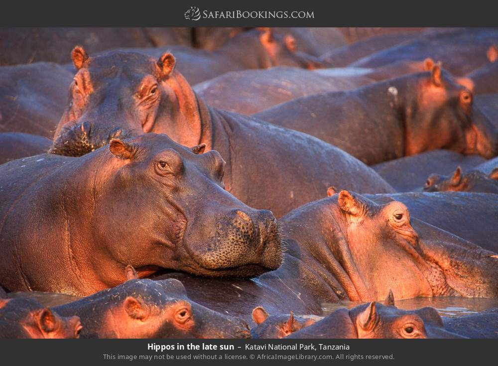 Hippos in the late sun in Katavi National Park, Tanzania