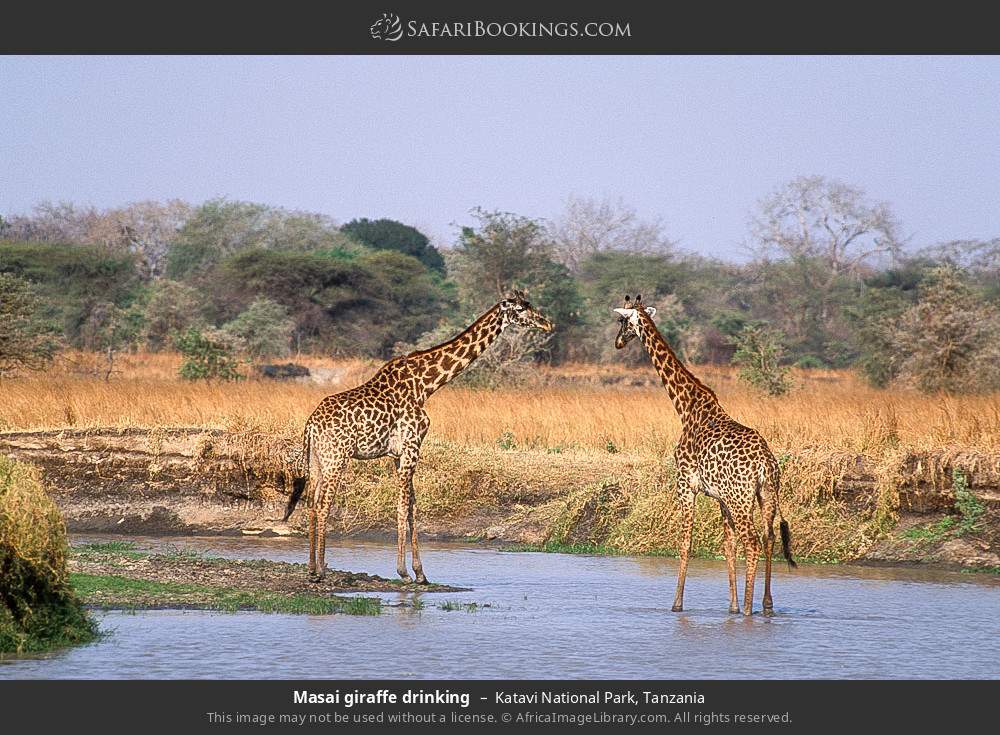 Masai giraffes in Katavi National Park, Tanzania