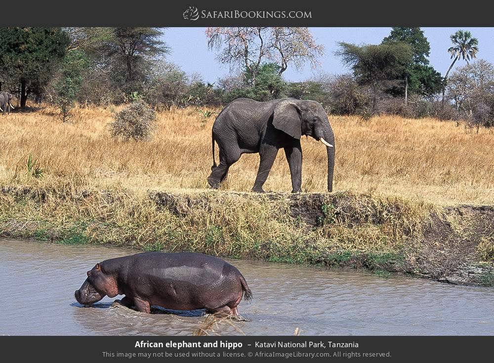 African elephant and hippo in Katavi National Park, Tanzania