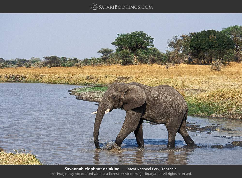 Savannah elephant drinking in Katavi National Park, Tanzania