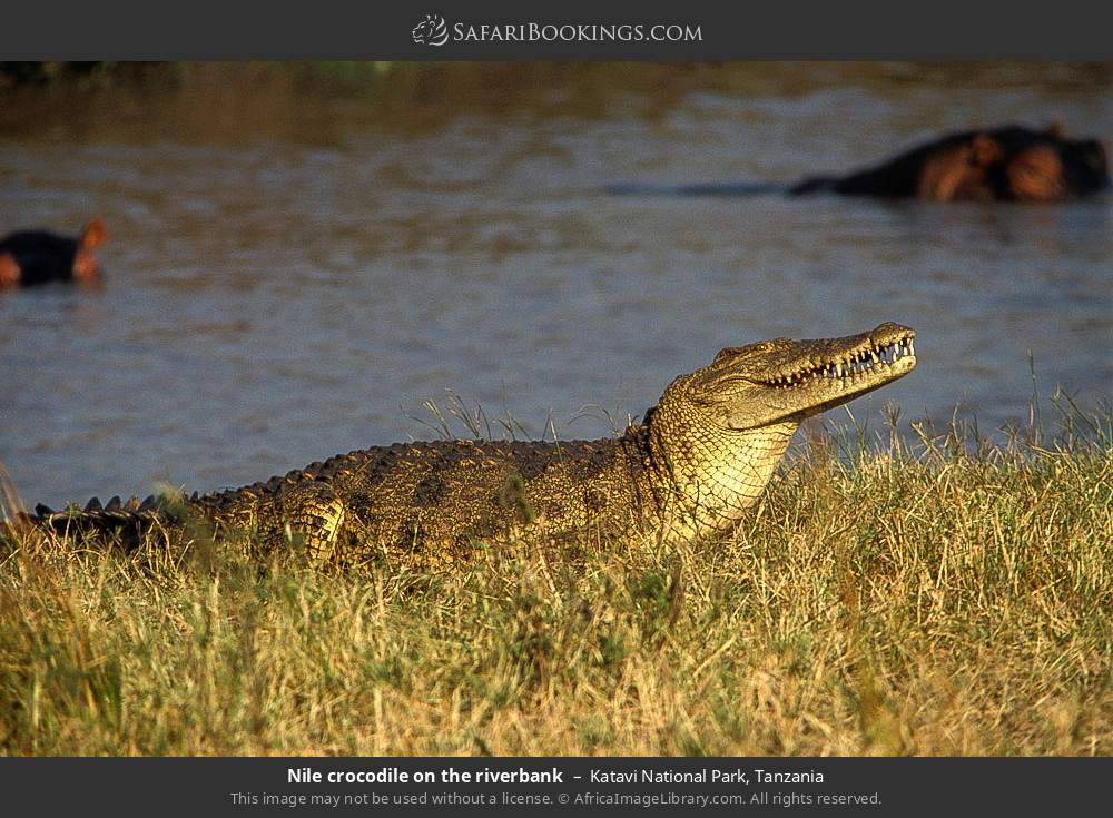 Nile crocodile on the riverbank in Katavi National Park, Tanzania