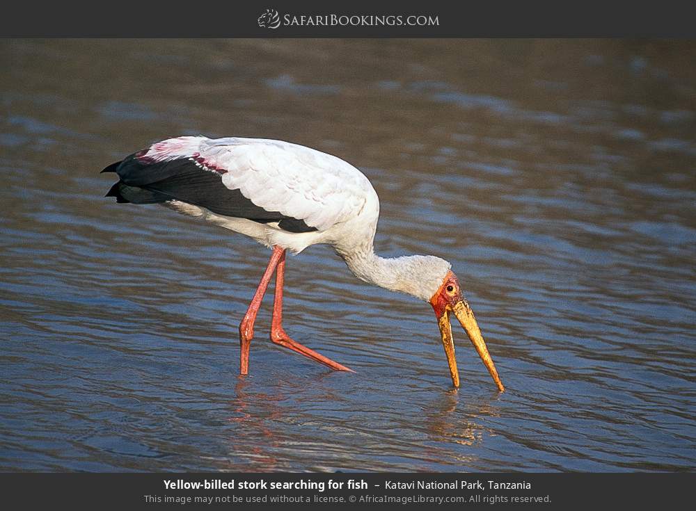 Yellow-billed stork searching for fish in Katavi National Park, Tanzania