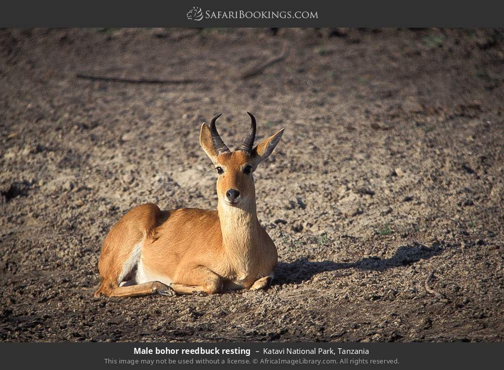 Male bohor reedbuck resting in Katavi National Park, Tanzania