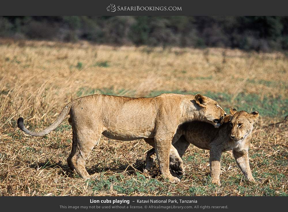 Lion cubs playing in Katavi National Park, Tanzania