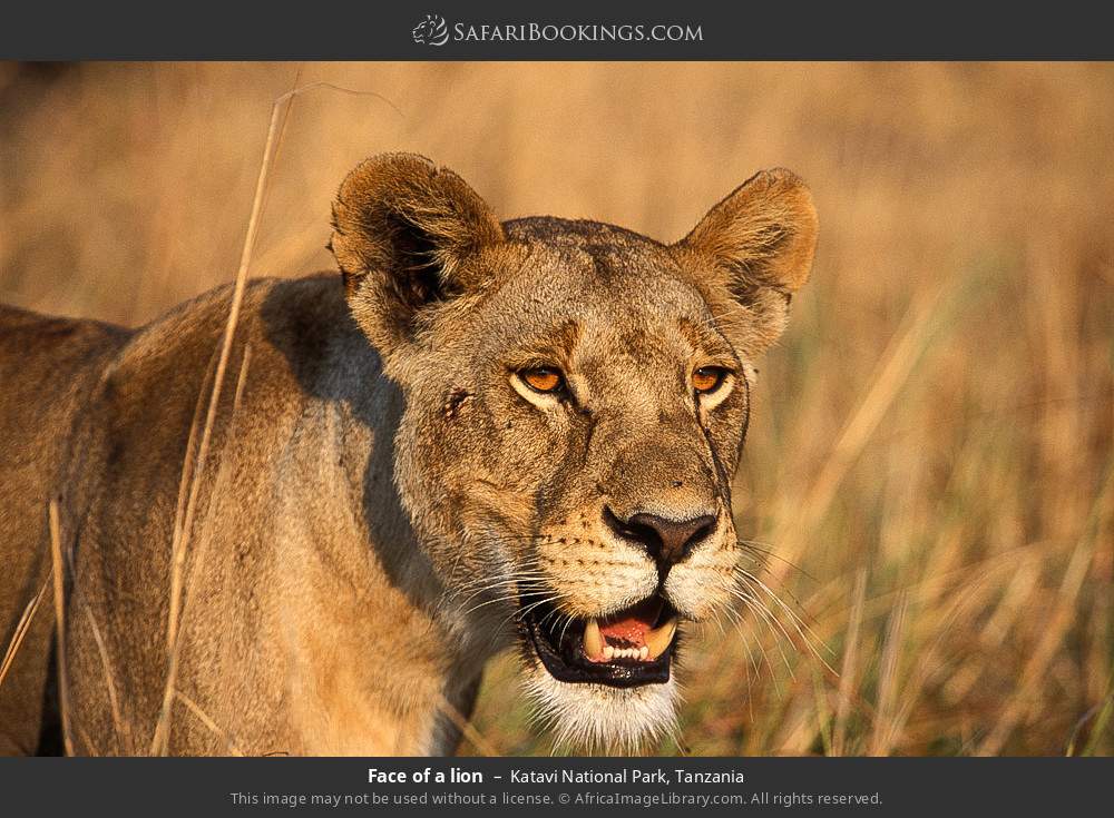 Face of a lion in Katavi National Park, Tanzania